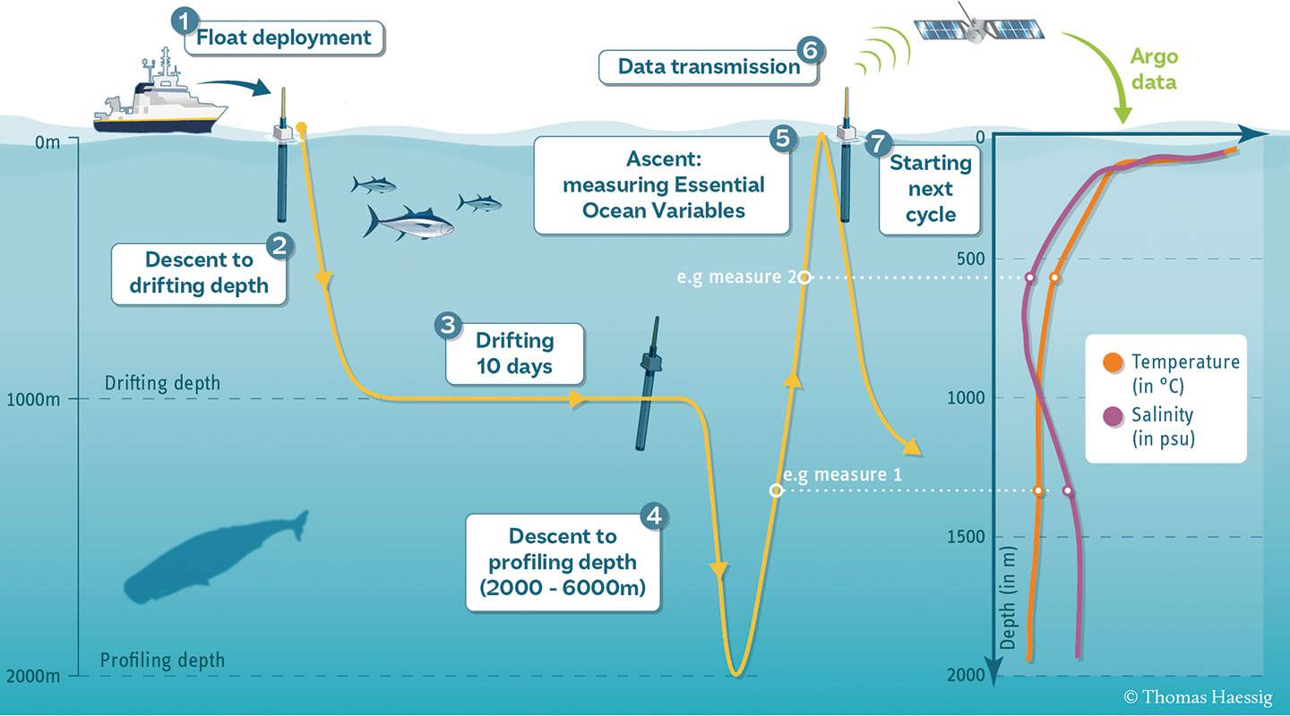 An inforgraphic depicts the process of deploying an Argo float. Steps: Float deployment. Descent to drifting depth. Drifting 10 days. Step 4: Descent to profiling depth (2000-6000 meters). Ascent: Measuring essential ocean variables. Data transmission.