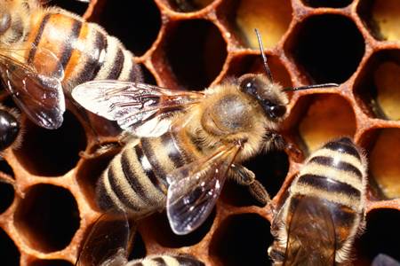 DNA marks linked to reversible behavior patterns in bees | Hub