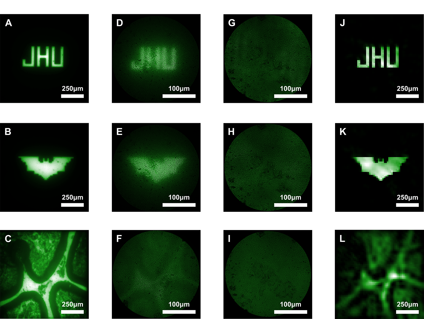 Composite shows 12 images captured by microscopes and microendoscopes to compare clarity