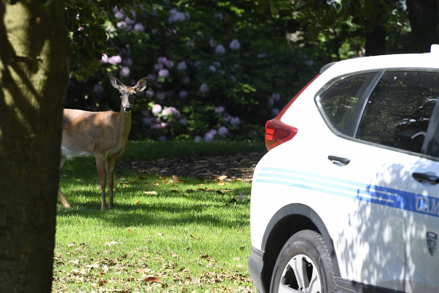 A deer is photographed on campus