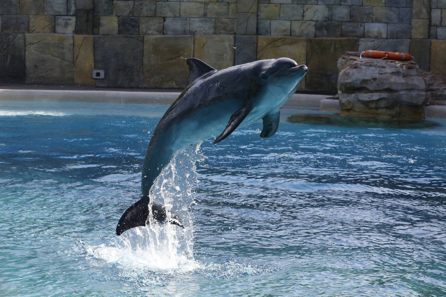 Dolphin study could yield insight into how mercury influences health | Hub