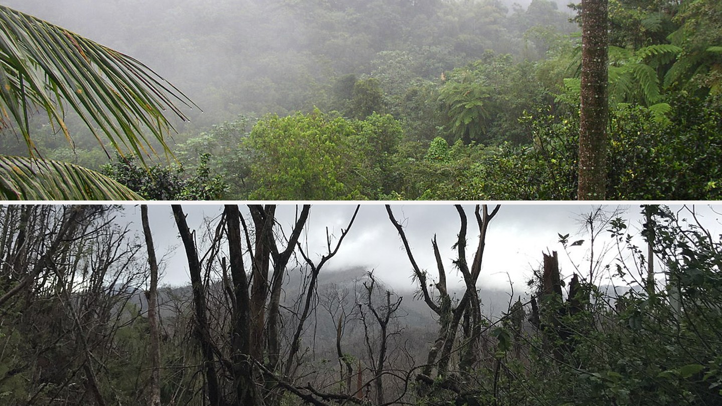 Top: A thriving rainforest; bottom: Broken trees and leafless treetops