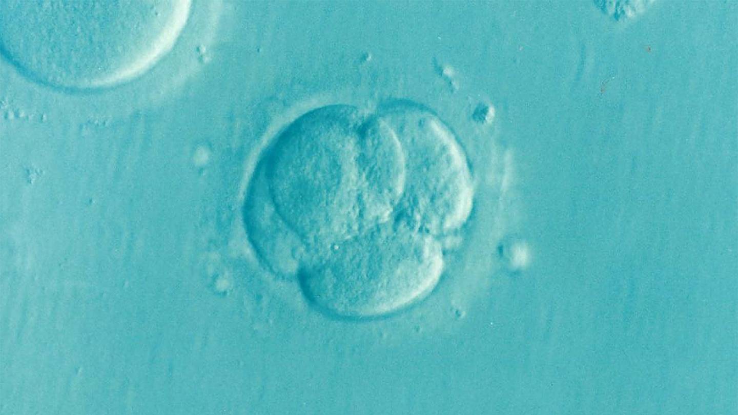 Embryo Embryo