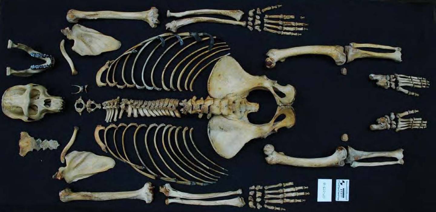 skeleton of an adult gorilla