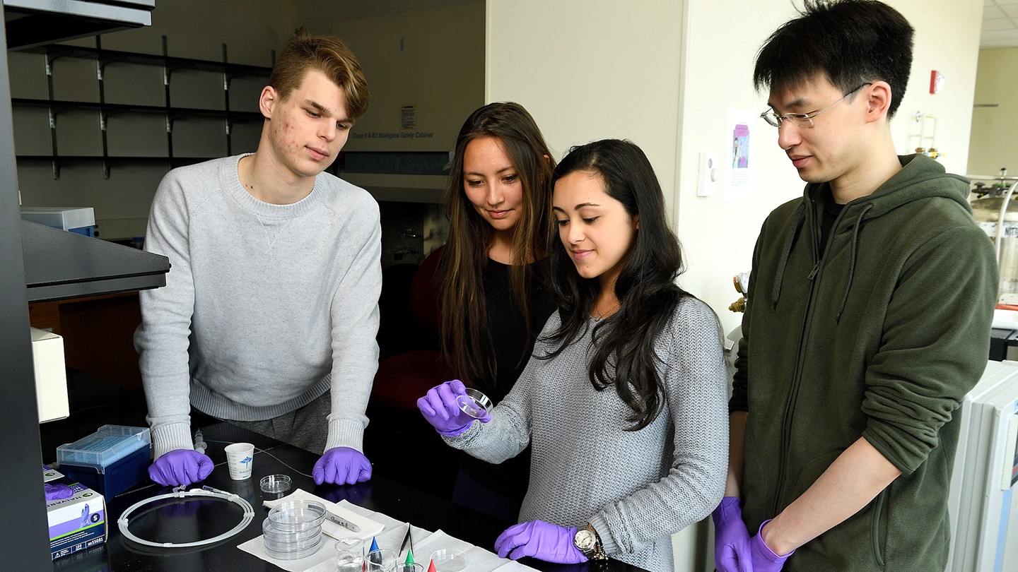 Four students gather around a petri dish