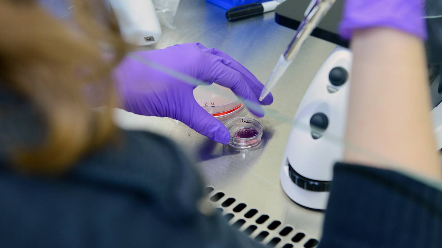 Scientist works with a petri dish and pipette Scientist works with a petri dish and pipette