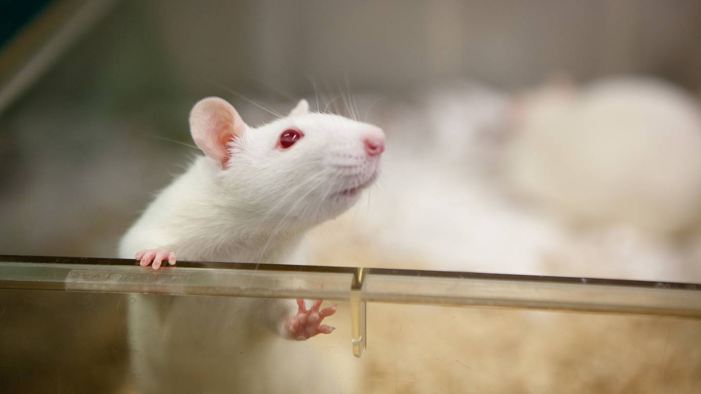 Lab rat Lab rat