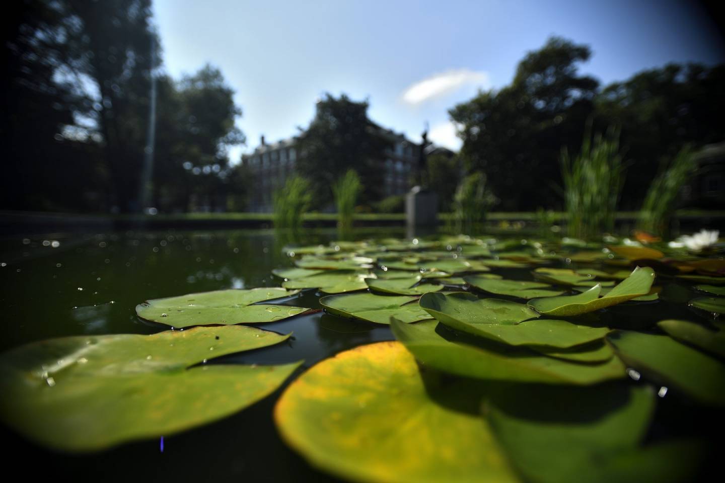 Lily pads