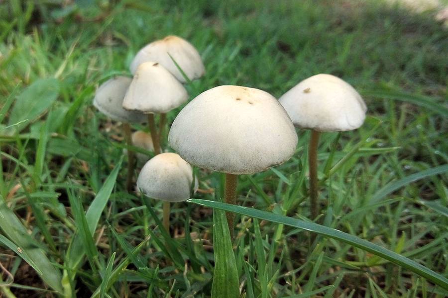 hallucination mushrooms