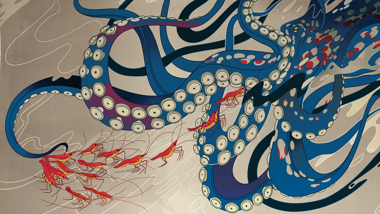 Traditional Japanese-style illustration shows an octopus hunting shrimp Traditional Japanese-style illustration shows an octopus hunting shrimp