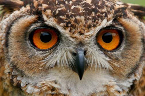 How owls rotate their heads without injury | Hub