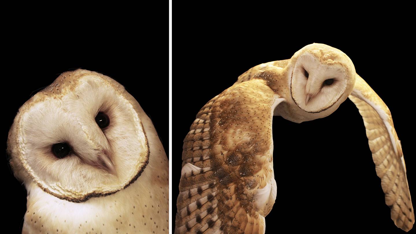 Composite image of owls
