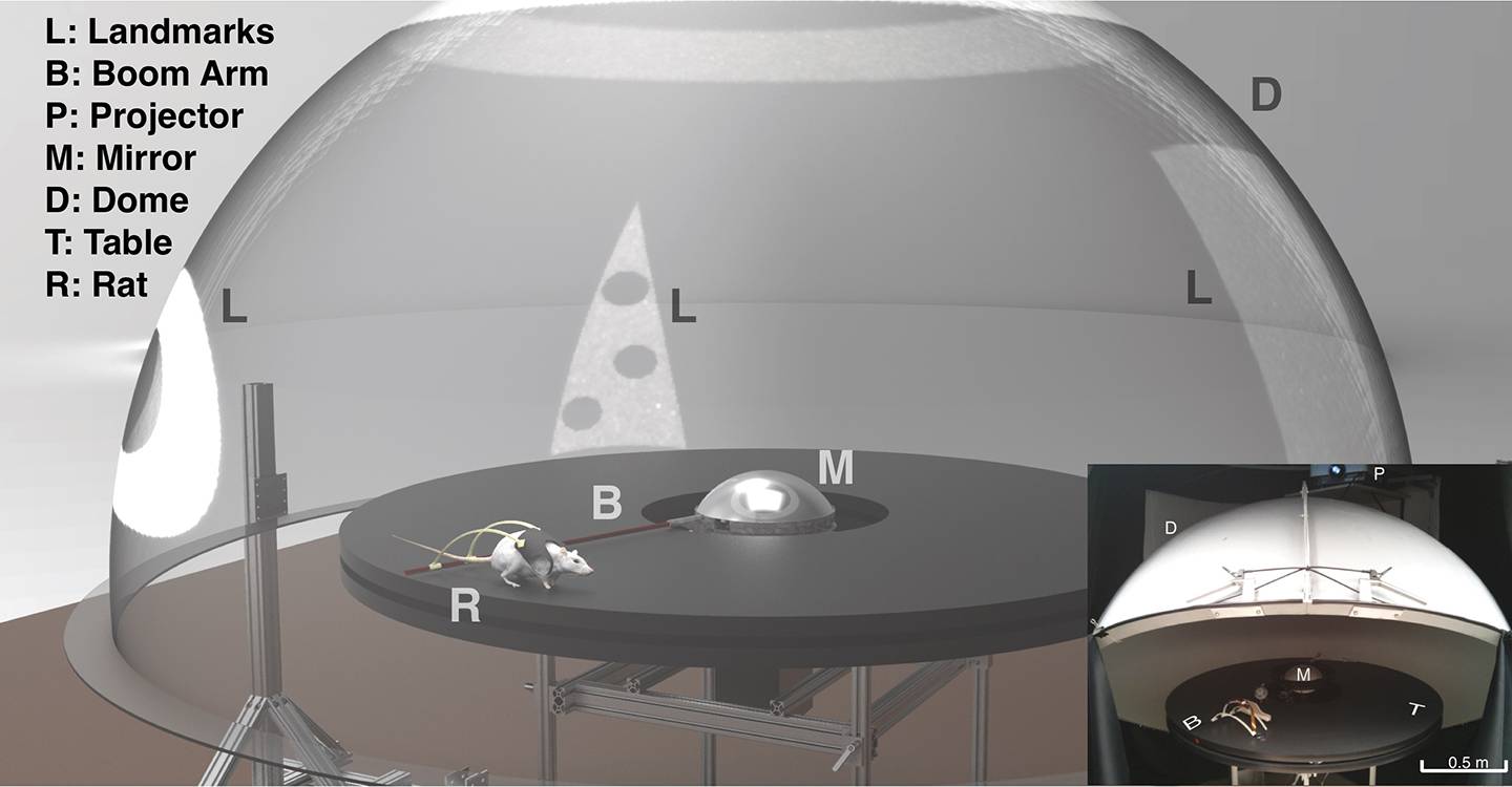 Graphic of experiment