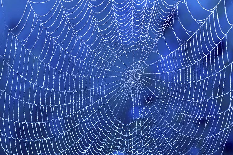 Amazing spider silk Superelastic proteins key to spider web's