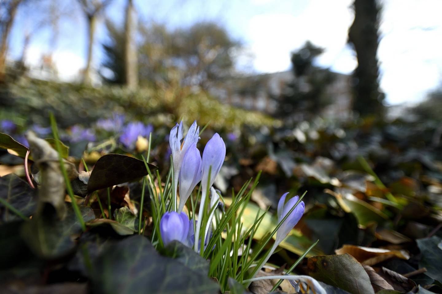 Spring crocus