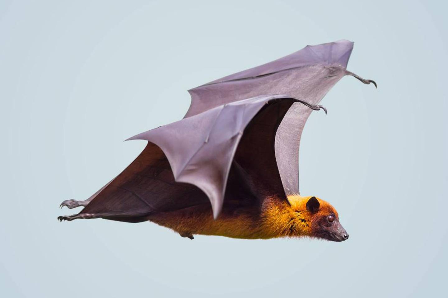 Tracking the Nipah virus | Hub