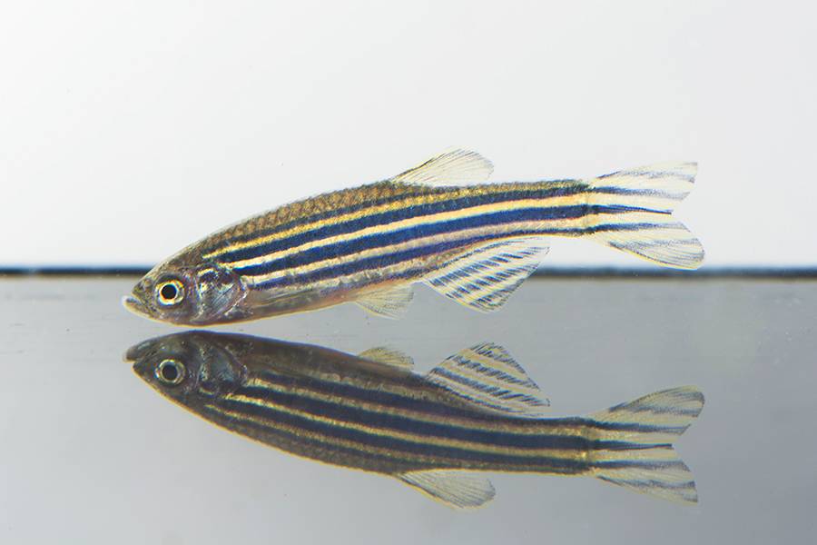 Scientists at Johns Hopkins take a closer look at how zebrafish