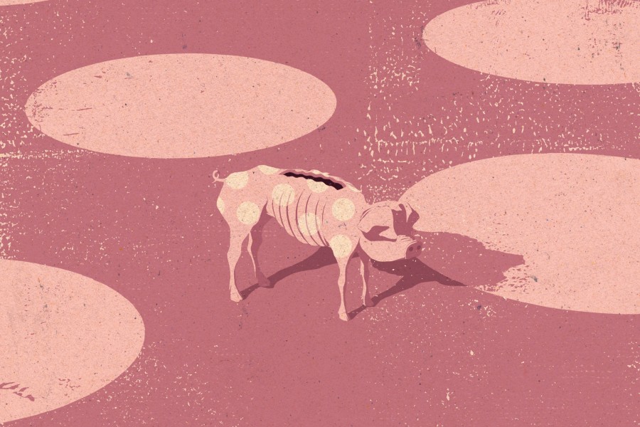 Illustration of a starving pig