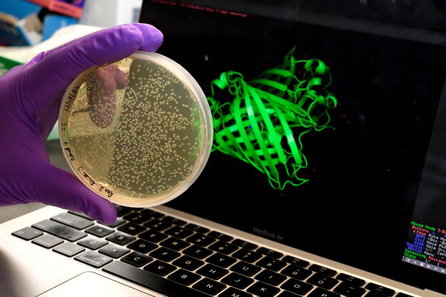 A purple-gloved hand holds a cell culture dish containing small white particles in a light yellow suspension in front of a laptop computer screen showing a folded protein in bright green