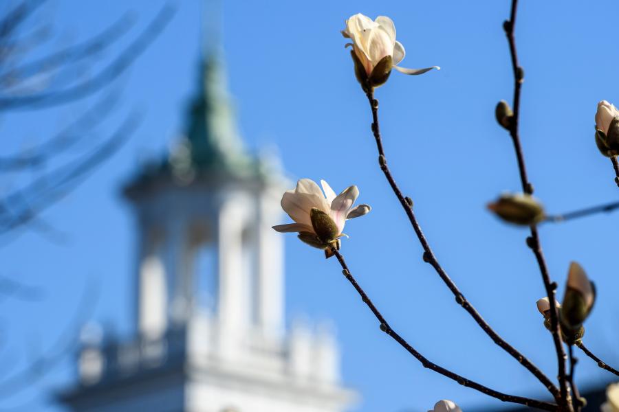 Two emerging white blossoms are seen in the foreground, with the university clock tower in the background