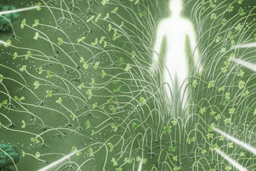 Conceptual illustration depicts the outline of a person surrounded by beams of light. All around the person are broccoli sprouts and heads of broccoli