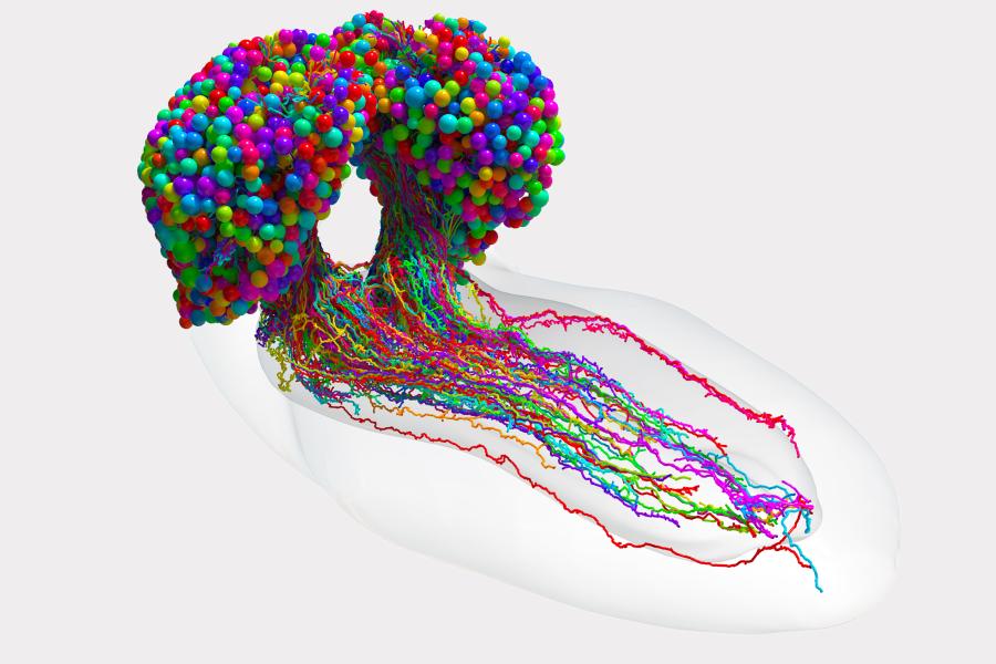 The complete set of neurons in an insect brain shown as colorful, balloon-like objects in a multicolored cluster of reds, greens, blues, purples, and pinks