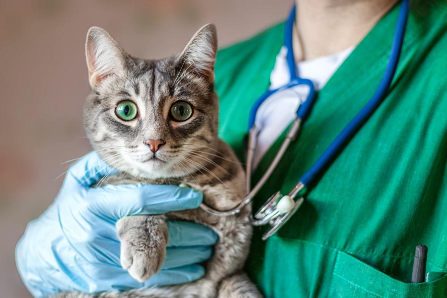 A vet holds a cat, which is looking right at the camera.