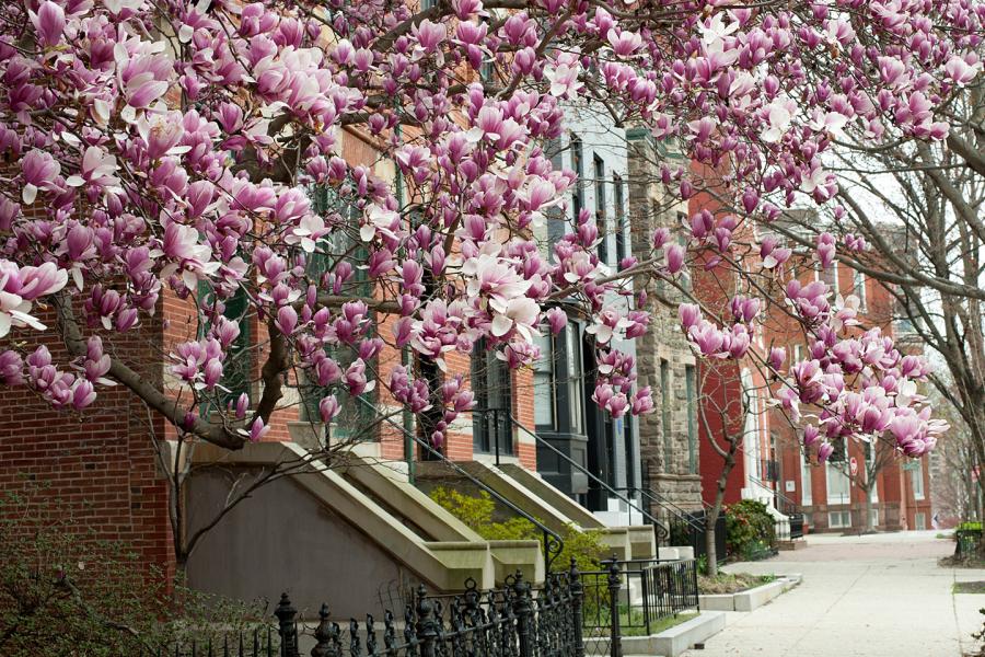 Baltimore row houses with magnolia blooms in the foreground