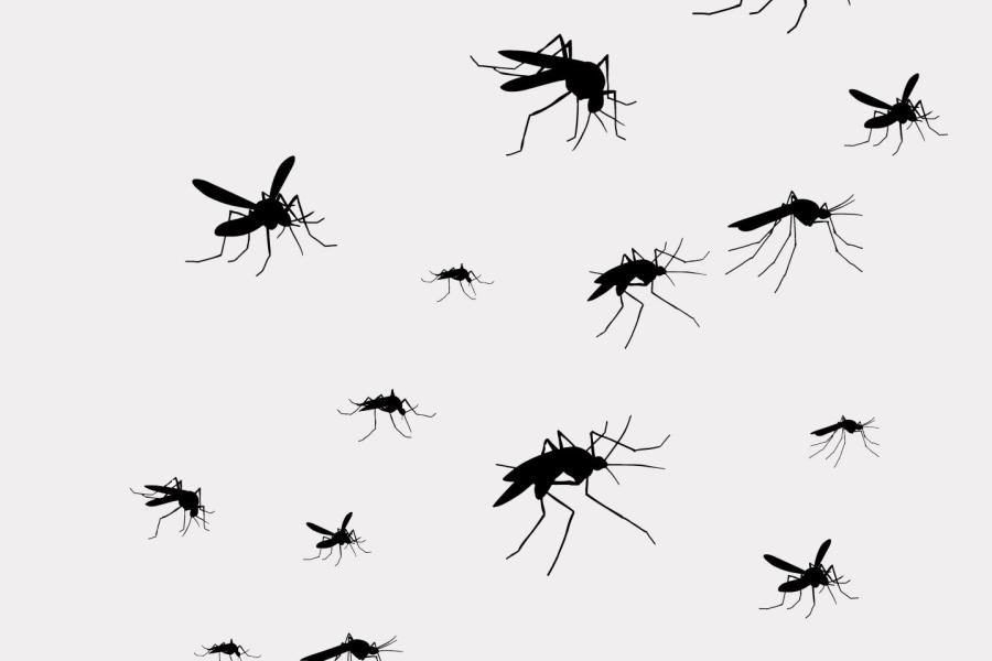 Flying mosquitoes black silhouette
