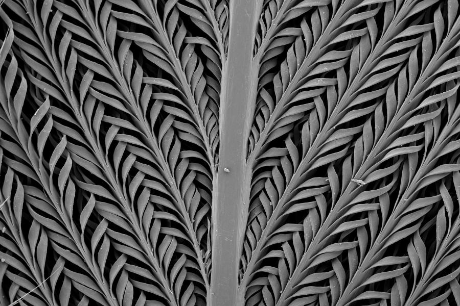 closeup of a sandgrouse feather