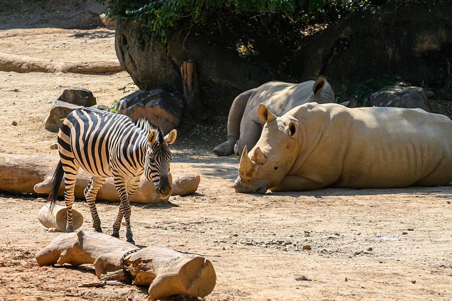 Azebra and a rhinoceros at the Maryland Zoo