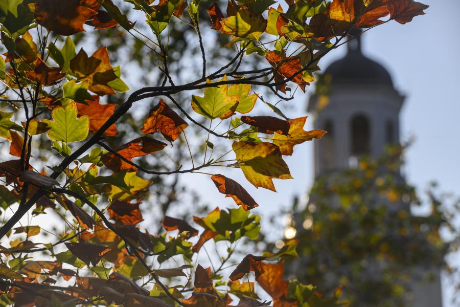 Fall leaves in front of the Gilman Hall clock tower
