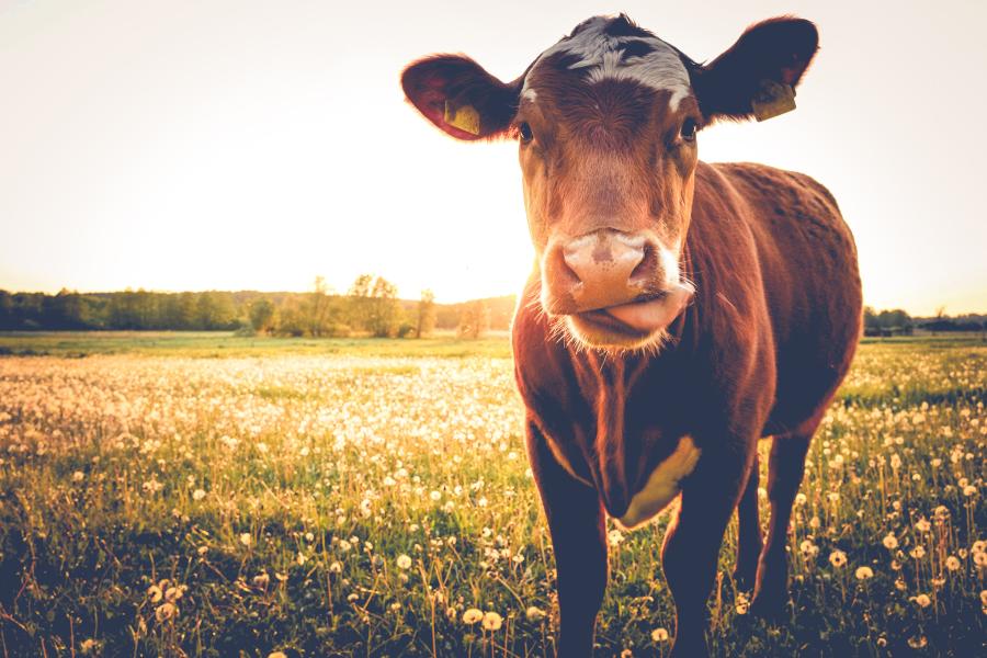 A cow, looking directly at the camera, stands in an open field at sunset