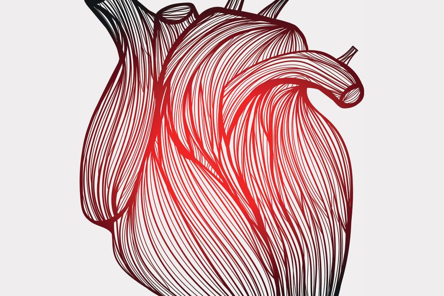 Vector illustration of an anatomic human heart drawn from many red and black lines on white background