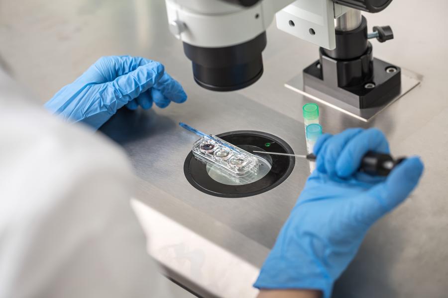 Technician in blue gloves does control check of the in vitro fertilization process using a microscope
