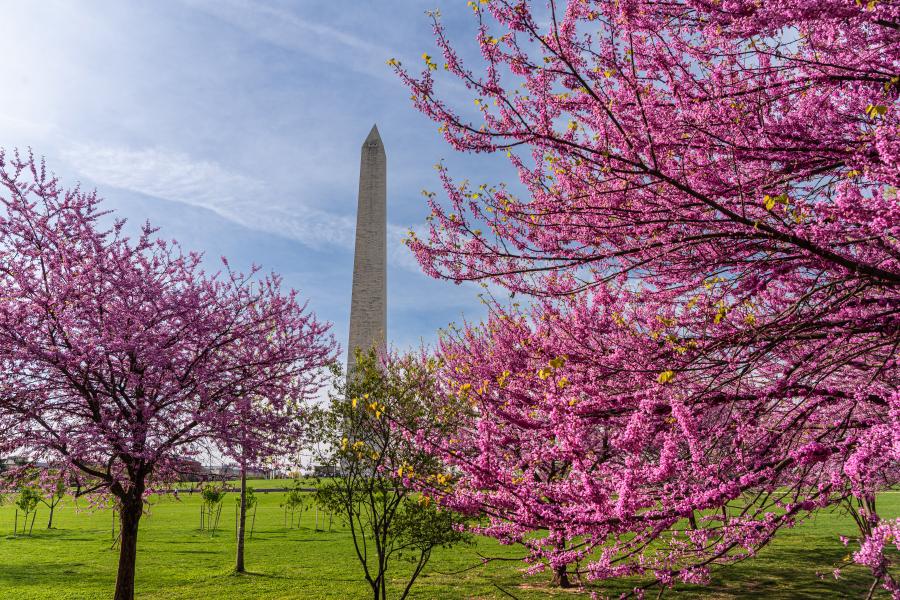 Washington monument on the National Mall in Washington, D.C, USA and Colorful Cherry blossom trees in spring 