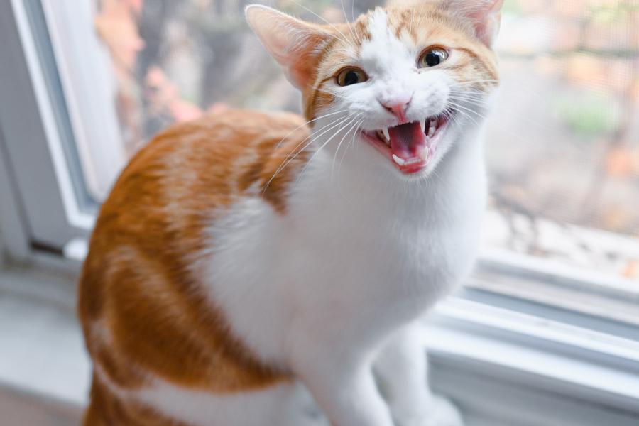 an orange and white cat perched on a window sill screams at the camera