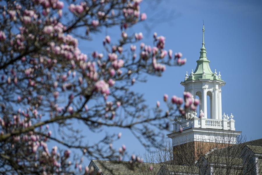 Pink blossoms bloom in the trees of Johns Hopkins University