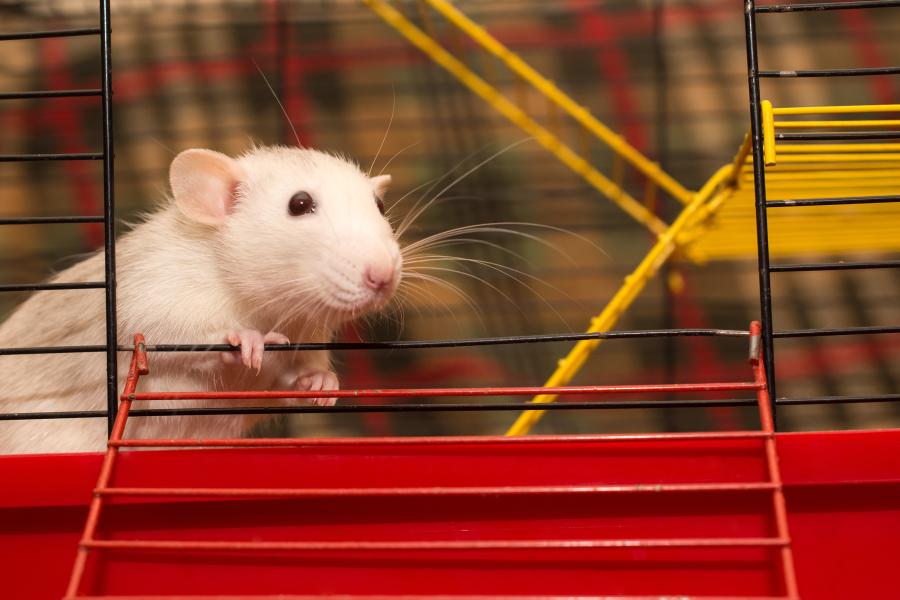 Cute curious white mouse looking out of a cage in a laboratory
