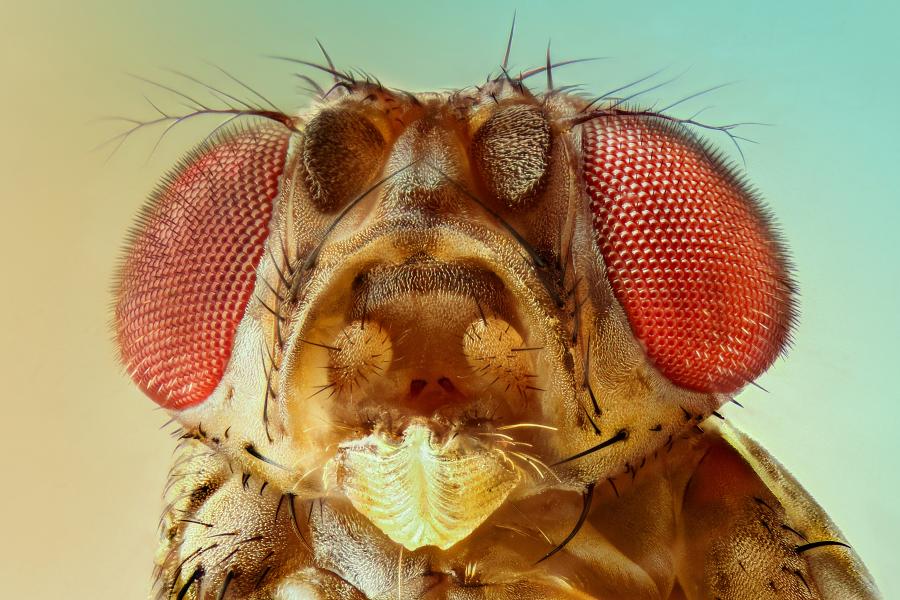 Extreme detail photo of a fruit fly