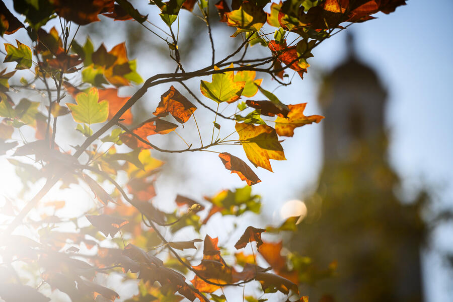 Sunlight pours through the branches of a poplar tree whose leaves are beginning to turn orange and red and brown in early fall; the tower of Gilman Hall is visible in the background