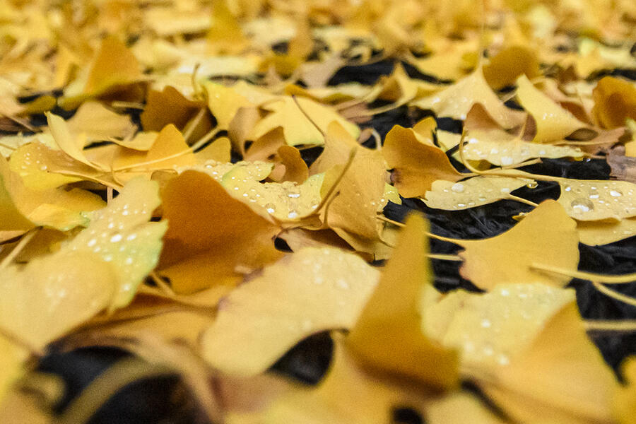 A close-up photo of bright yellow gingko leaves