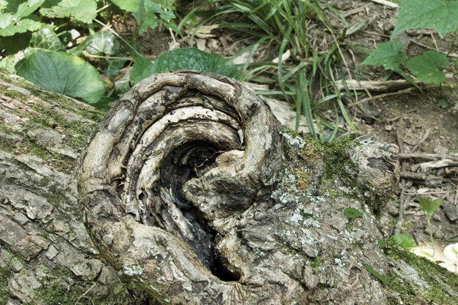 A tree trunk with a knot that resembles a human ear