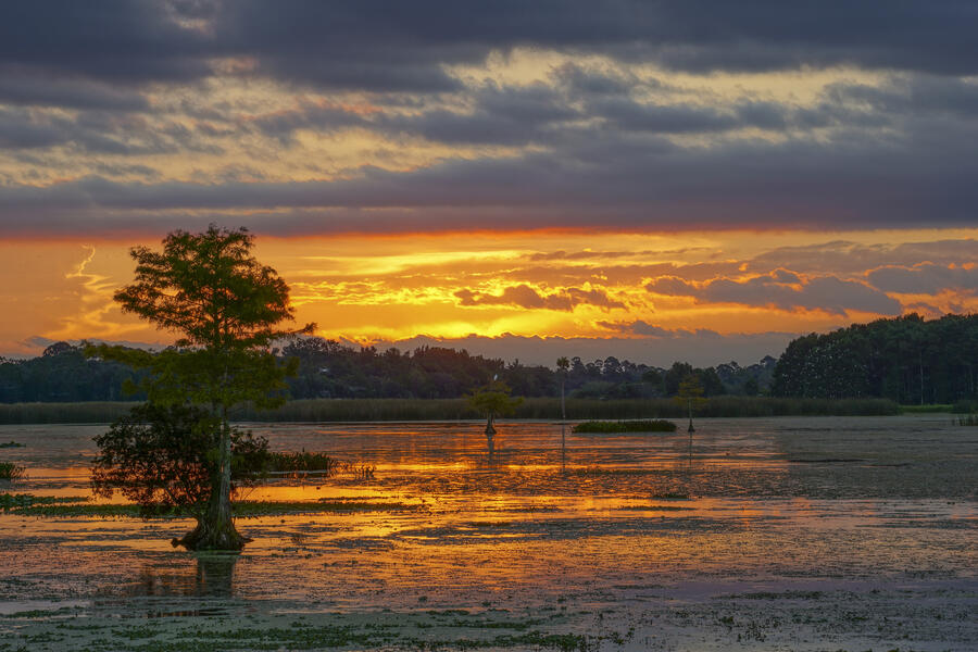 A vibrant sunrise in the beautiful natural surroundings of Orlando Wetlands Park in central Florida