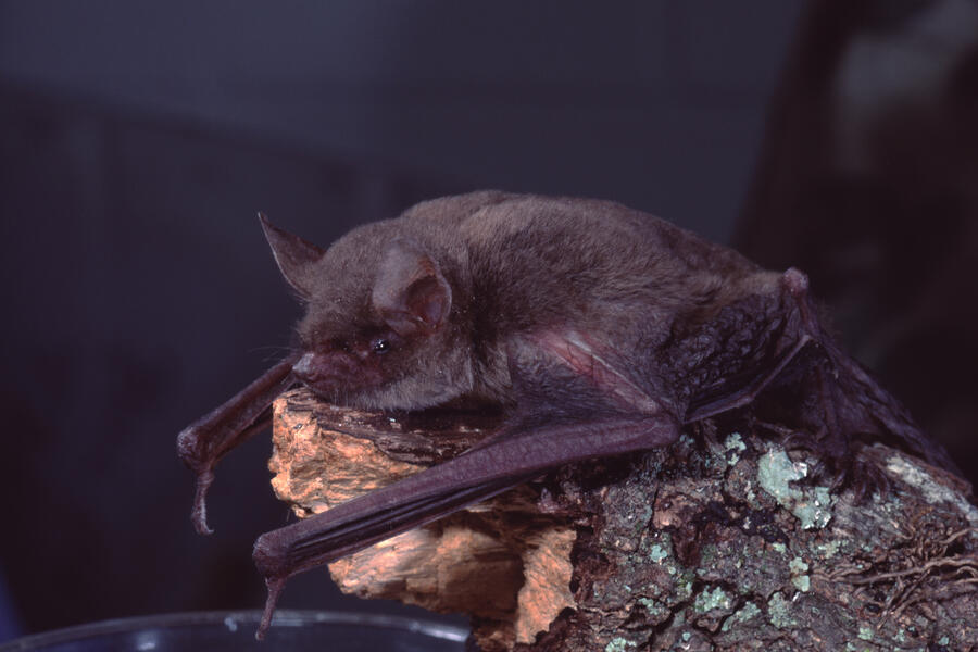 A little brown bat rests on a log