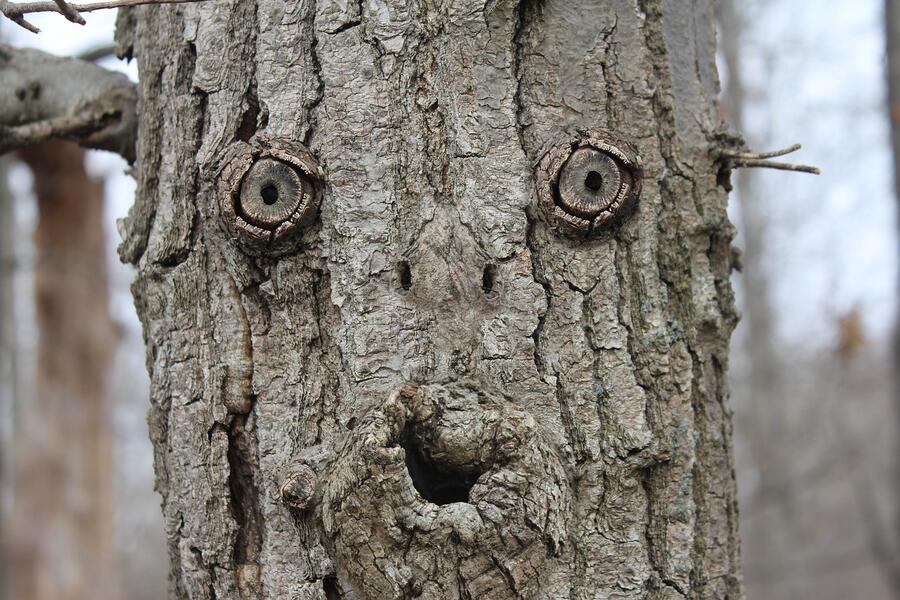 A photograph of a tree that has knots that resemble a face