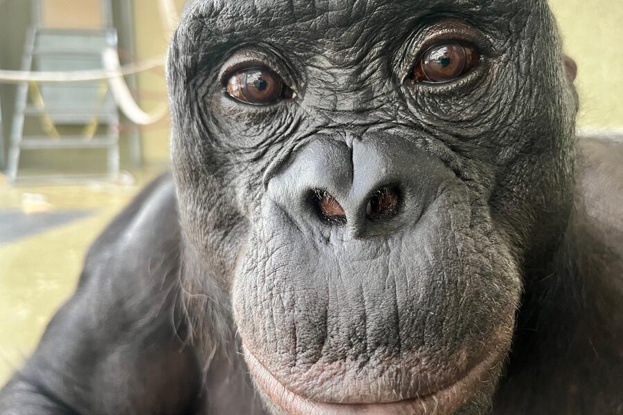 Kanzi, a bonobo, was part of the study