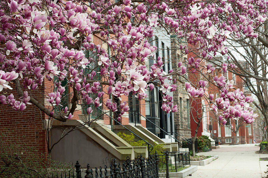 Baltimore row houses with flowering trees in the foreground