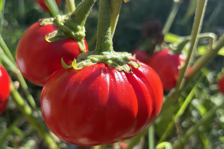 African eggplants