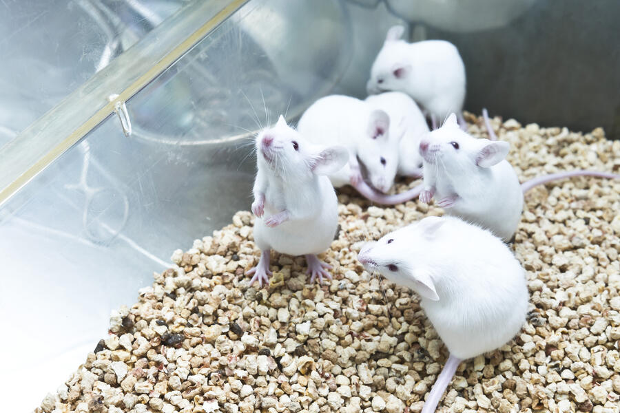 Attentive mice listening for a tone